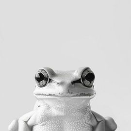 Frog by Poster Art Shop