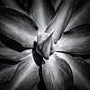 Gros plan d'un agave en noir et blanc sur Dieter Walther