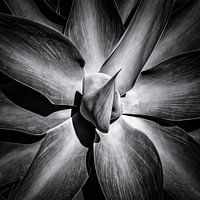 Detailed view of agave in black and white
