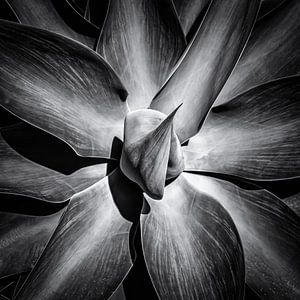 Detailaufnahme Agave in schwarz-weiss
