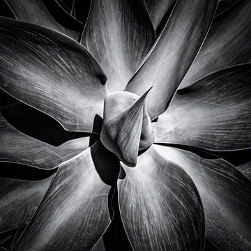Detailed view of agave in black and white by Dieter Walther