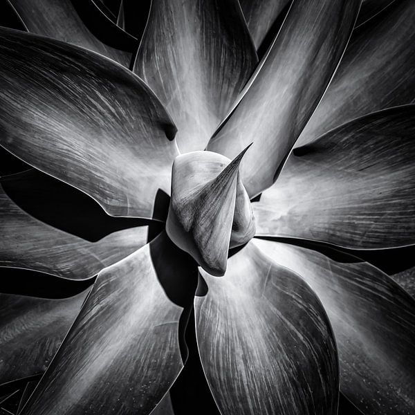 Detailaufnahme Agave in schwarz-weiss von Dieter Walther