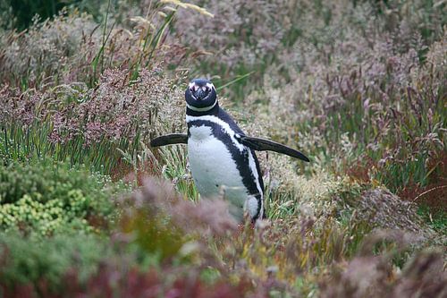 Een Magelhaenpinguïn komt uit zijn schuilplaats
