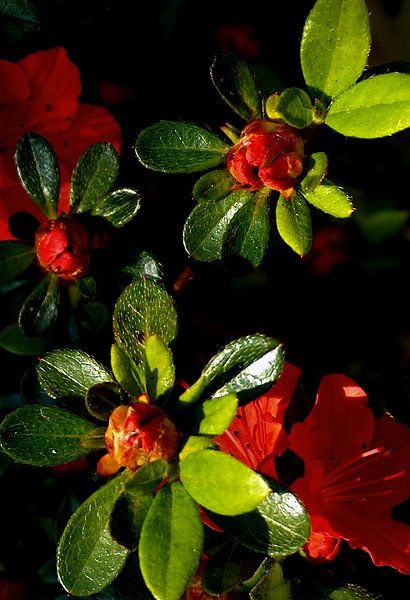 azalea by ton langbroek