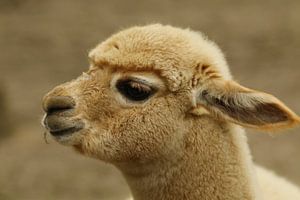 Baby Alpaca