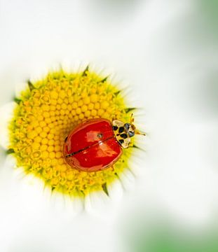 Macrofoto van een lieveheersbeestje