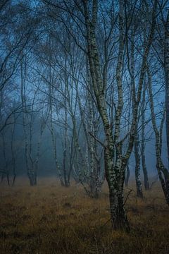 Spookachtig berkenbos in de mist van Miranda Rijnen Fotografie