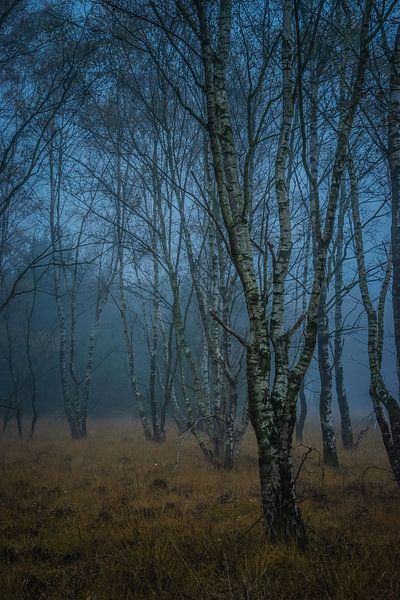 Verhexter Birkenwald im Nebel von Miranda Rijnen Fotografie