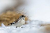 Schneefink / Schneesperling ( Montifringilla nivalis ) im Schnee, wildlife, Schweizer Alpen von wunderbare Erde Miniaturansicht