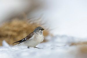 Schneefink / Schneesperling ( Montifringilla nivalis ) im Schnee, wildlife, Schweizer Alpen