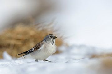 White-winged Snowfinch ( Montifringilla nivalis ) sitting in snow, beautiful surrounding, wildlife,  van wunderbare Erde