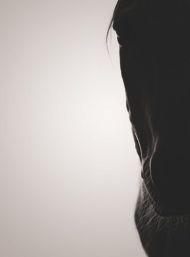 Fine Art silhouette paard van Yvonne van de Kop