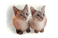 twee katten
