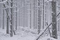 Sneeuw en ruige rijp op bomen in de nevel van Elbert-Jan Achterberg thumbnail