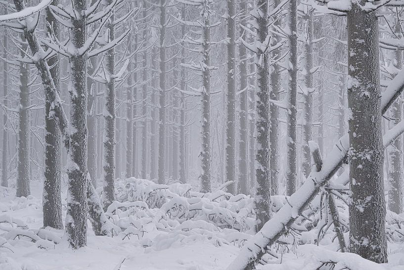 Sneeuw en ruige rijp op bomen in de nevel van Elbert-Jan Achterberg