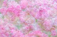 Dromerige roze rozen van Francis Dost thumbnail