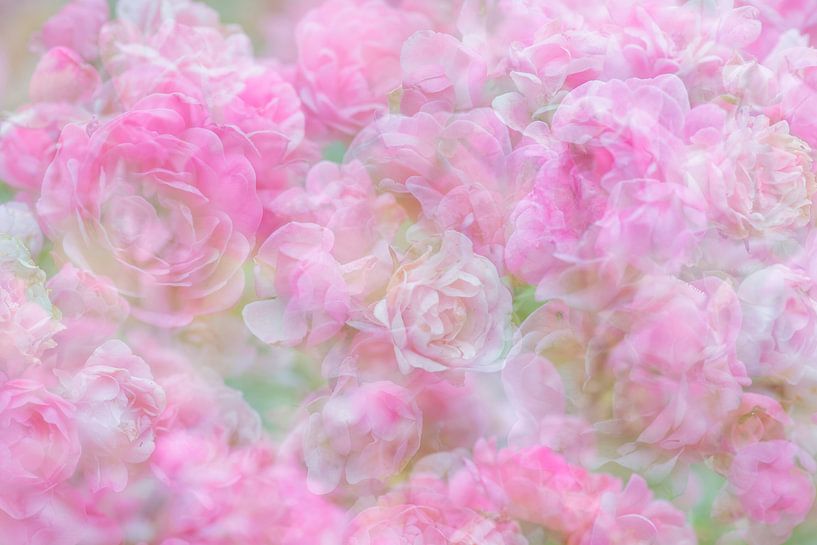 Dromerige roze rozen van Francis Dost