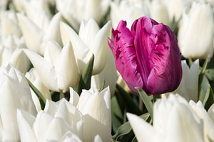 Lila Tulpen in einem weißen Tulpenfeld