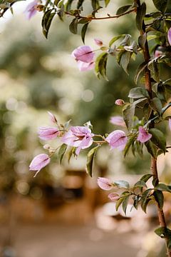 Blumen aus Portugal von Lia Remmelzwaal