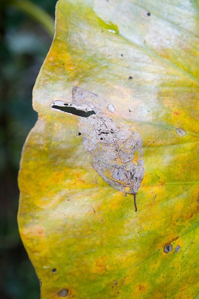 Blatt auf Blatt von rene marcel originals