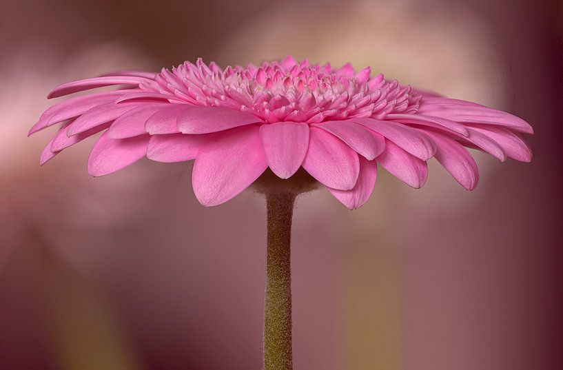 Der Zauber der Gerbera von Peter Bartelings