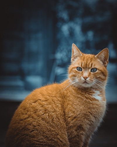 Poes met oog-kleurige achtergrond