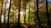 Herbst Im Wald