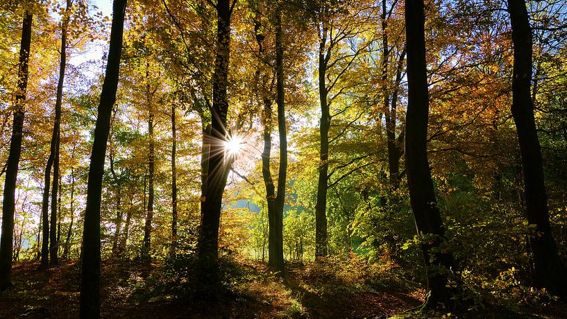 Herbst Im Wald von Daphne Photography