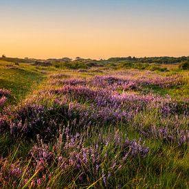 The heathland of Texel van Danny van de Graaf