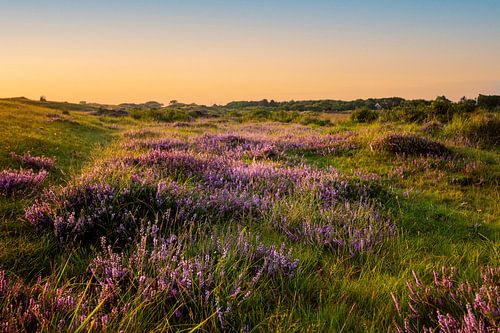 The heathland of Texel