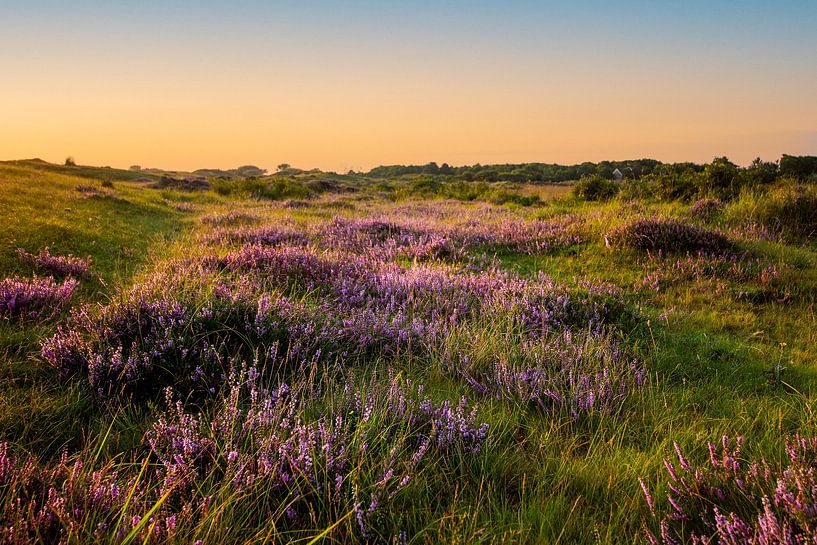 The heathland of Texel van Danny van de Graaf