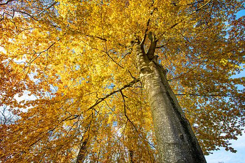 Autumn tree with yellow luminescent leaves. Wout Cook One2expose