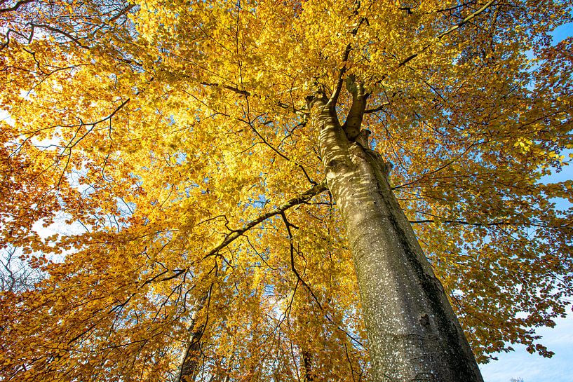 Herfstafreel boom met gele lichtgevende bladeren. Wout Kok One2expose van Wout Kok