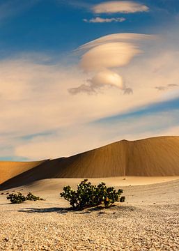 the desert lives by Alex Neumayer