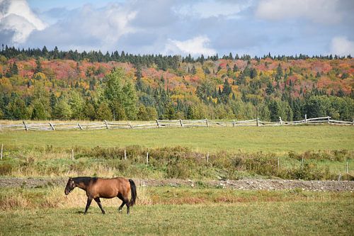 Op de boerderij in de herfst