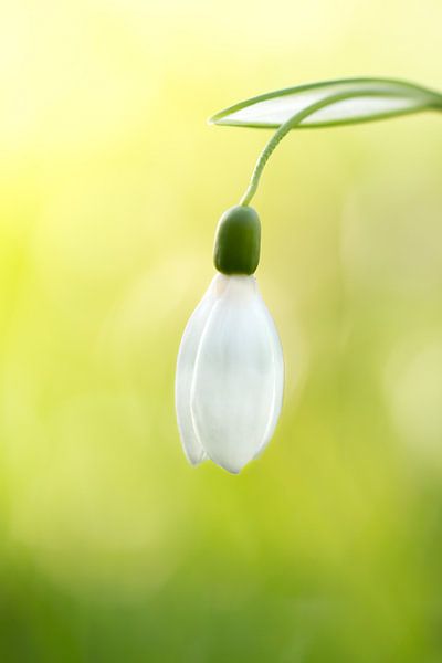 Schneeglöckchen von Andrea Hofstra