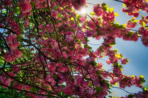 De zon schijnt door de Japanse sierkers heen