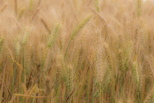 Graan, klaar om te oogsten