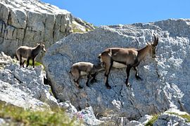 On the Wire: A Mother Ibex and Her Two Young on the Rocks by Frank Photos