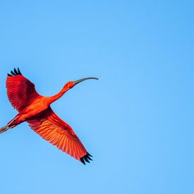 Ibis rouge sur Lex van Doorn