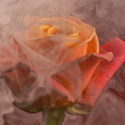 Moderne Romantik – In Rauch gehüllte Rose von Marjolijn van den Berg