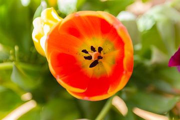 Gros plan sur la tulipe hollandaise orange