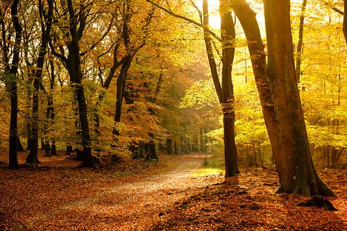 Pad door een beukenbos in de herfst