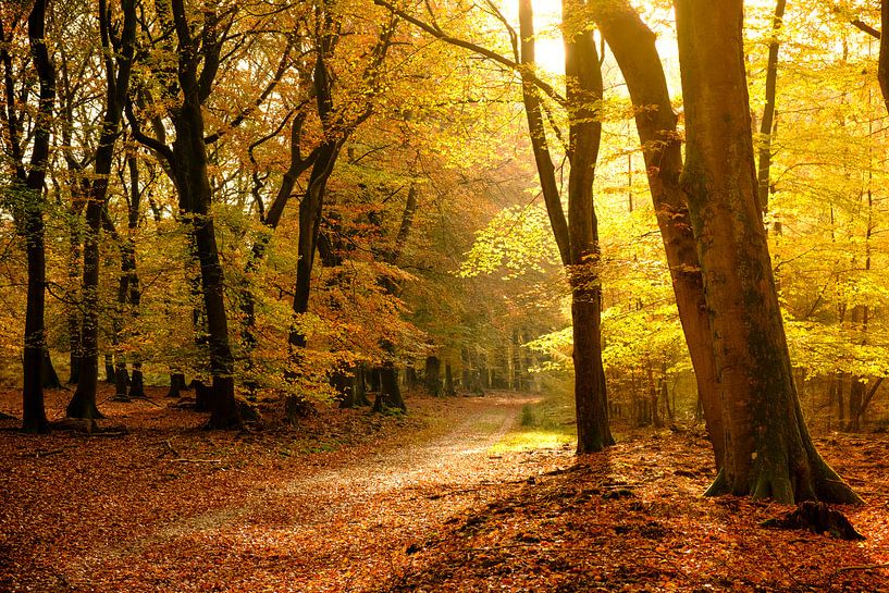 Path through a Beech tree forest during autumn by Sjoerd van der Wal Photography
