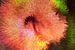 Hibiscus 2 van Ineke de Rijk