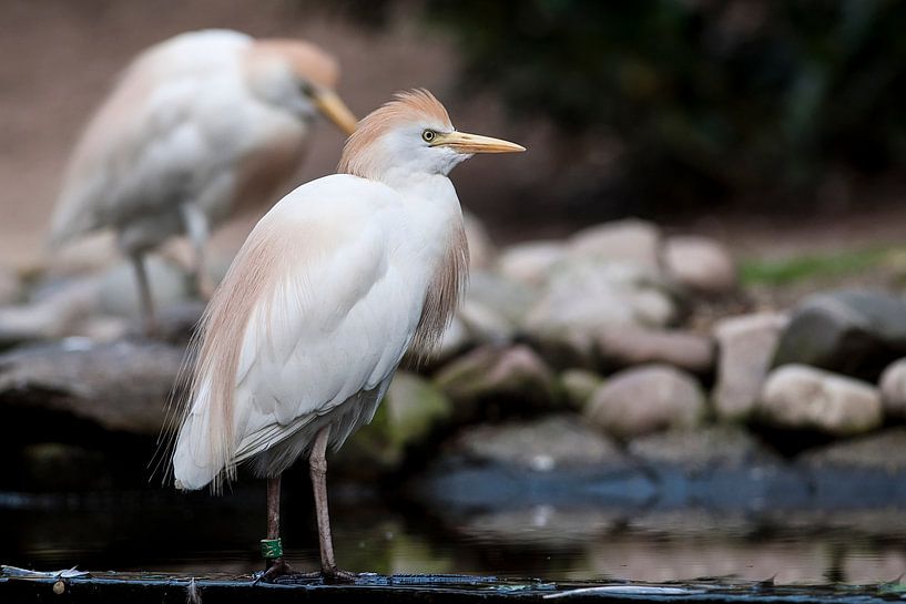 Cattle egret : Ouwehands Dierenpark by Loek Lobel