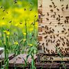 Summende Bienen von Miriam Meijer, en pleine campagne.....