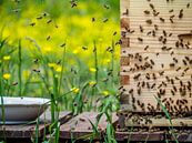 Buzzy bees by Miriam Meijer, en pleine campagne..... thumbnail