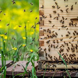 Buzzy bees by Miriam Meijer, en pleine campagne.....