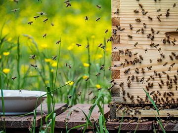 Buzzy bees by Miriam Meijer, en pleine campagne.....
